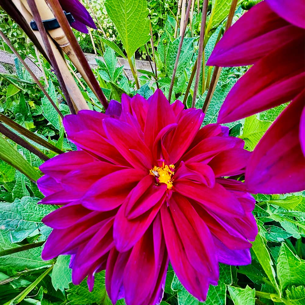 Foto einer pinkfarbenen Blüte